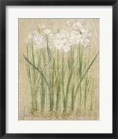 Narcissus Cool Framed Print