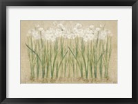 Framed Narcissus Row Cool