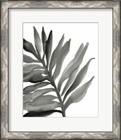 Framed 'Tropical Palm III BW' border=