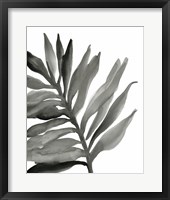 Framed Tropical Palm III BW