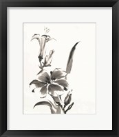 Framed Sumi Daylily III