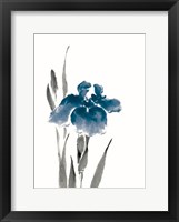 Japanese Iris III Crop Indigo Framed Print