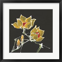 Magnolia on Black II Framed Print