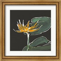 Framed 'Lily on Black I' border=