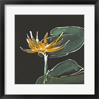 Lily on Black I Framed Print