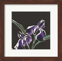 Framed Iris on Black I