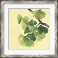 Framed 'Gingko Leaves II Dark' border=