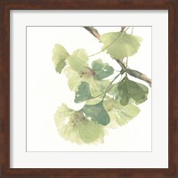 Framed Gingko Leaves II on White