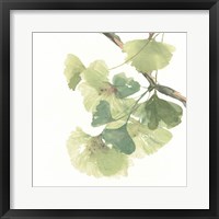 Gingko Leaves II on White Framed Print