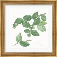 Framed 'Oregano' border=