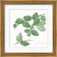 Framed 'Oregano' border=