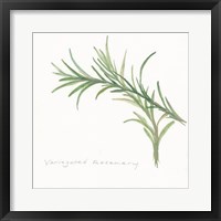 Framed Variegated Rosemary II