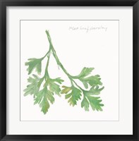 Framed Flat Leaf Parsley