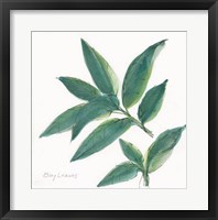 Bay Leaf Framed Print