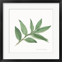 Sweet Bay II Framed Print