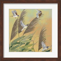 Framed Sparrows and Phragmates Sq