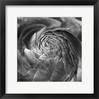 Framed Ranunculus Abstract II BW