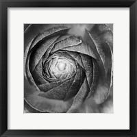 Ranunculus Abstract I BW Framed Print