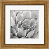 Framed 'Garden Succulent I' border=