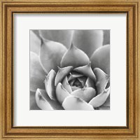 Framed 'Garden Succulent III' border=