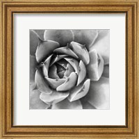 Framed 'Garden Succulent II' border=