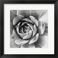 Framed 'Garden Succulent II' border=