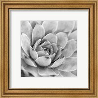 Framed 'Garden Succulent IV' border=