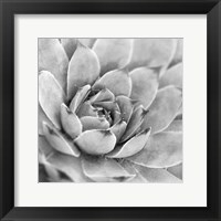 Framed Garden Succulent IV