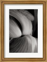 Framed Iris Abstract II
