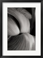 Framed Iris Abstract II