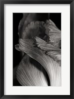 Iris Abstract I Framed Print