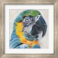 Framed 'Parrot II' border=