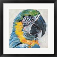 Parrot II Framed Print