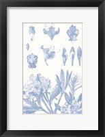 Framed Serenity Rhododendron on White