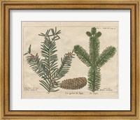 Framed 'Antique Botanical XXII' border=