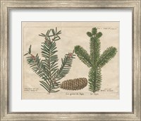 Framed 'Antique Botanical XXII' border=