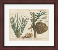 Framed 'Antique Botanical XXI' border=