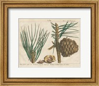 Framed 'Antique Botanical XXI' border=