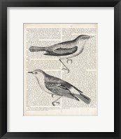 Vintage Birds on Newsprint Framed Print