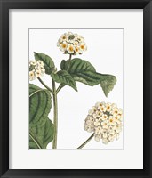 Botanique Bleu I on White no Words Framed Print