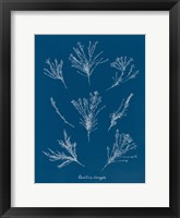 Delicate Coral I Framed Print