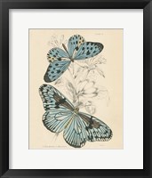 Assortment Butterflies II Framed Print