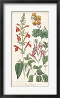 Salvia Florals I Framed Print