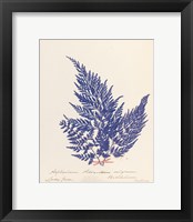Botanical Fern XVIII Blue Framed Print