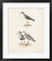 Shore Birds I Framed Print