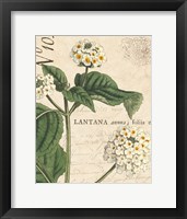 Botanique Bleu I Vintage Framed Print