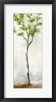 Framed Watercolor Birch Trees II