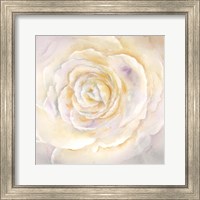 Framed 'Watercolor Rose Closeup I' border=