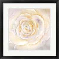 Watercolor Rose Closeup I Framed Print