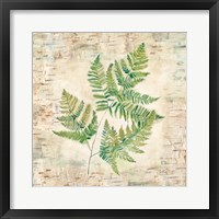 Birch Bark Ferns I Framed Print